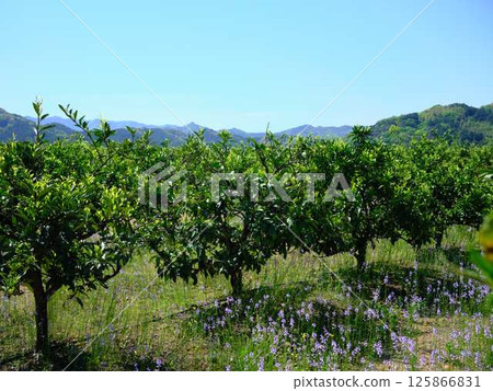 Mandarin orange field Mandarin orange field 125866831