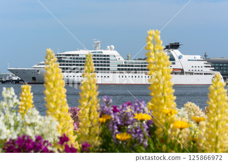 Colorful lupines blooming in Yokohama Port and a luxury cruise ship Colorful lupines blooming in Yokohama Port and a luxury cruise ship 125866972