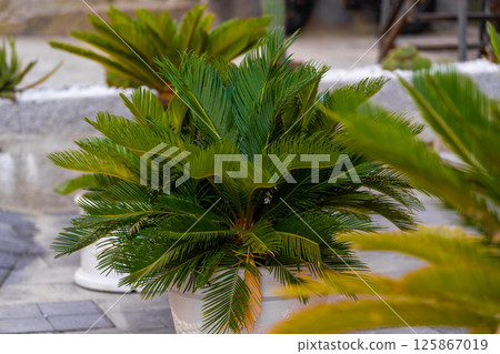 Potted palm with lush green leaves in outdoor setting Potted palm with lush green leaves in outdoor setting 125867019
