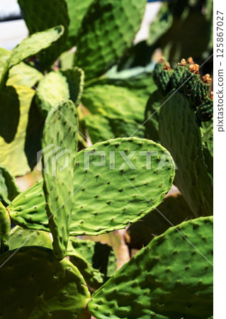 Prickly pear or Indian fig opuntia cactus. Barbary fig or spineless cactus with small fruits 125867027
