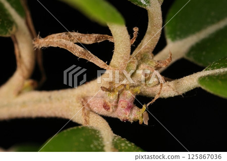 自然植物：Quercus phillyraeoides，殼斗科的一種樹。新芽頂端的葉腋中長有小而不顯眼的雌花。 125867036