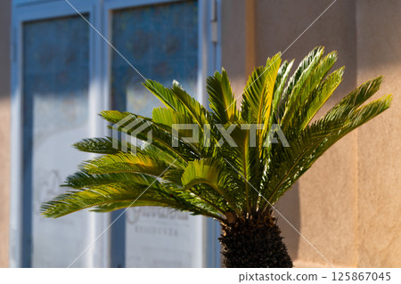Close-up of palm leaves against building in sunlight Close-up of palm leaves against building in sunlight 125867045