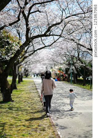 Lovers walking in a cherry blossom park Lovers walking in a cherry blossom park 125867068