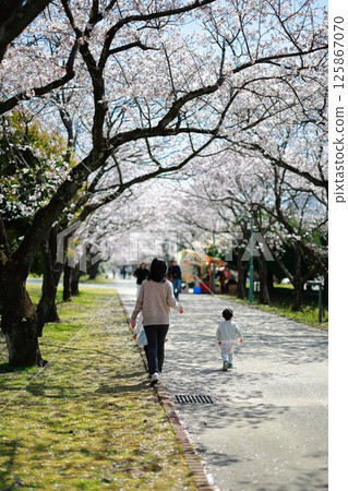 Lovers walking in a cherry blossom park 125867070