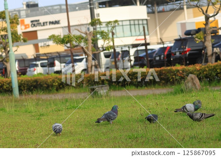 Pigeons pecking at food on the grass in a park at the outlet park Pigeons pecking at food on the grass in a park at the outlet park 125867095