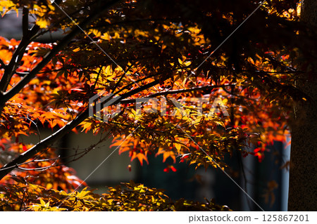 Nomuramo Misji 125867201