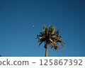 Palm tree and blue sky 125867392