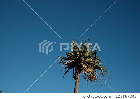 Palm tree and blue sky 125867392