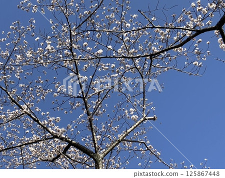 Cherry blossoms in nice weather Cherry blossoms in nice weather 125867448