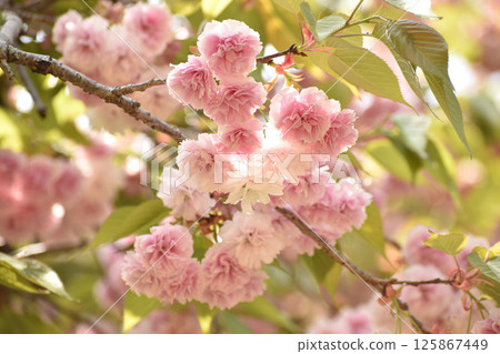 Pretty pink double cherry blossoms 125867449