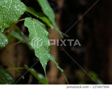 fresh green plants in the rain. Natural green background with leaf and drops of water. fresh green plants in the rain. Natural green background with leaf and drops of water. 125867906