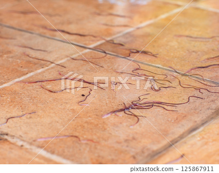 Earthworms, Tubifex Worm on tile floor after rain. Earthworms, Tubifex Worm on tile floor after rain. 125867911