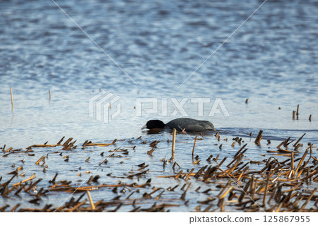 Eurasian coot. Black aquatic bird is seen exploring a wetland area 125867955