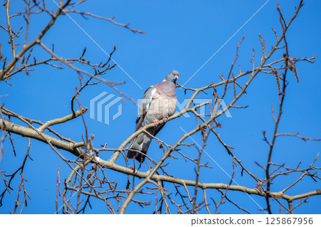 An image of a common wood pigeon resting on a tree branch 125867956