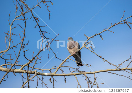 Lazy common wood pigeon resting on a tree branch Lazy common wood pigeon resting on a tree branch 125867957