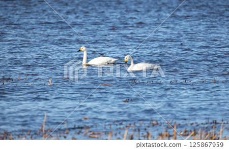Two white swans gliding effortlessly across calm blue lake waters 125867959