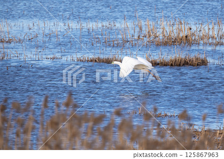 A graceful white heron in flight over a tranquil wetland landscape 125867963