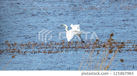 A graceful white egret in flight over a tranquil wetland landscape 125867965