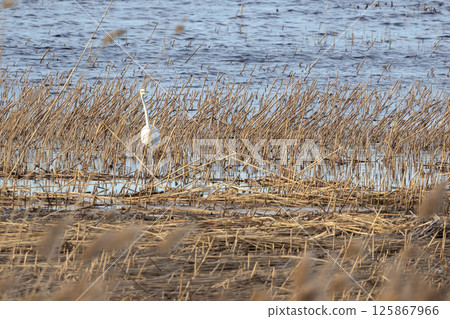 Great white egret wading through dense marshland near tranquil water Great white egret wading through dense marshland near tranquil water 125867966