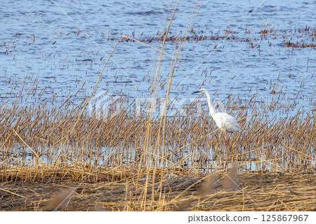 Elegant great white egret wading through dense marshland 125867967