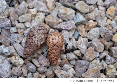 Closed pine cone Closed pine cone 125868665