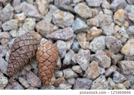 Closed pine cone 125868666
