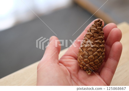 封閉的松果 封閉的松果 125868667