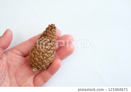 Closed pine cone Closed pine cone 125868671