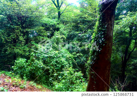 [Kagawa] Kotohira Shrine in early summer: lush greenery along the approach to the inner shrine 125868731