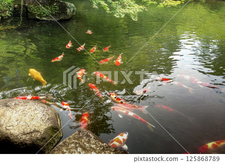 Koi carp. Mirror carp. Cyprinus carpio . Colorful fish. Koi carp. Mirror carp. Cyprinus carpio . Colorful fish. 125868789