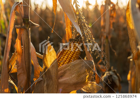 Ripe corn ears shine in the golden light of sunset, surrounded by dried leaves in a field signaling harvest season during autumn 125868974