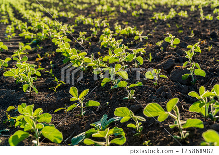 Rows of vibrant green plants flourish on dark soil, illuminated by warm morning sunlight in a serene farm landscape Rows of vibrant green plants flourish on dark soil, illuminated by warm morning sunlight in a serene farm landscape 125868982