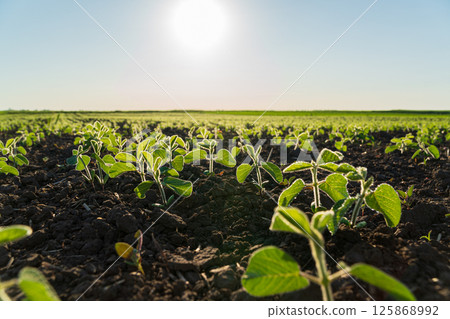 Green soybean seedlings thrive in rich soil under a bright sun in a vast agricultural landscape during springtime Green soybean seedlings thrive in rich soil under a bright sun in a vast agricultural landscape during springtime 125868992