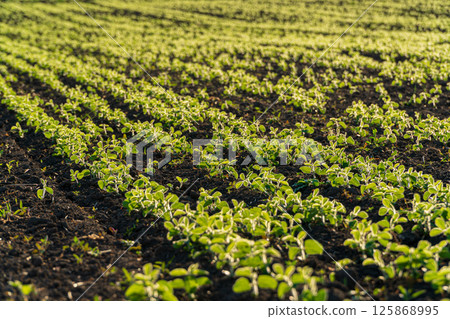 New green seedlings line neat rows in fertile soil, reflecting the fresh beginnings of spring cultivation in the countryside 125868995