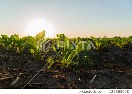 Sunlight bathes fresh beet plants in a field, showcasing their healthy leaves against a clear blue sky at dawn 125868998