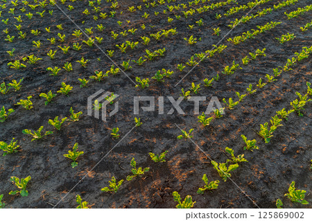 Rows of vibrant young plants stretch across a dark soil field, illuminated by the warm light of early morning, indicating a seasonal growth period 125869002