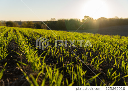 Vibrant green shoots emerge from dark soil as the sun rises over a peaceful farm field 125869018