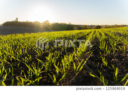 Bright morning light illuminates a lush green field where young crops sprout from dark, fertile soil creating a vibrant landscape 125869019
