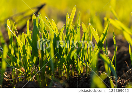 Vibrant green grass sprouts emerge from the soil as sunlight gently illuminates the landscape in spring Vibrant green grass sprouts emerge from the soil as sunlight gently illuminates the landscape in spring 125869023
