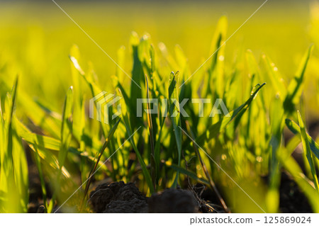 Lush green grass glistens in the sunlight, creating a serene atmosphere in the garden during a sunny afternoon Lush green grass glistens in the sunlight, creating a serene atmosphere in the garden during a sunny afternoon 125869024