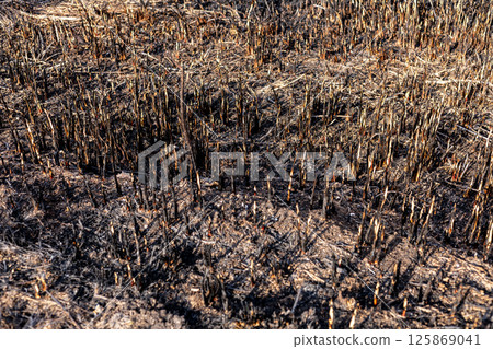 Charred remains of vegetation illustrate the damage caused by a wildfire in a forest area under natural sunlight 125869041