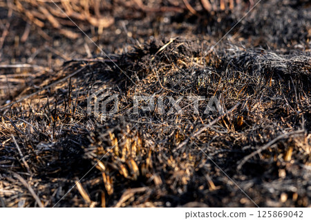 Burnt landscape reveals charred soil and ash after a recent wildfire impacted the forest, highlighting the recovery challenges ahead Burnt landscape reveals charred soil and ash after a recent wildfire impacted the forest, highlighting the recovery challenges ahead 125869042