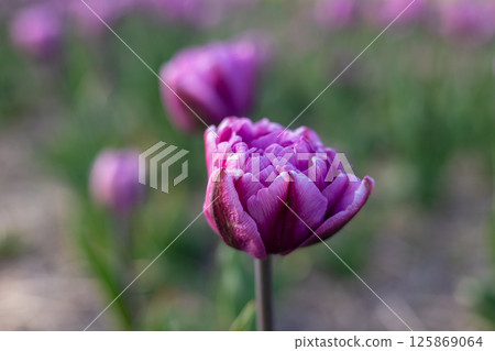 Vibrant purple tulips are in full bloom in a garden, showcasing their rich colors and intricate petal textures during springtime Vibrant purple tulips are in full bloom in a garden, showcasing their rich colors and intricate petal textures during springtime 125869064