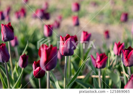 Bright red tulips are blooming in a vibrant garden, showcasing their beauty under the warm spring sun and green foliage Bright red tulips are blooming in a vibrant garden, showcasing their beauty under the warm spring sun and green foliage 125869065