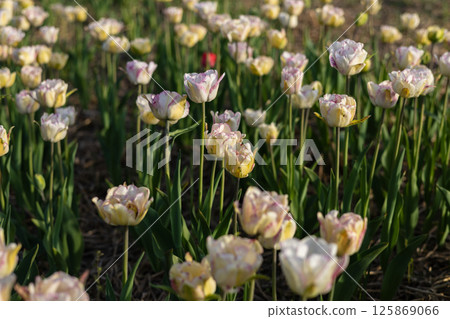 Clusters of tulips showcase a range of pastel colors, surrounded by lush green leaves under warm sunlight in a spring garden 125869066