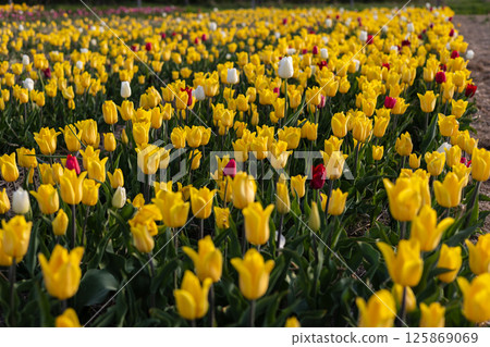Springtime brings a lush field of blooming tulips, featuring a striking blend of yellow, red, and white flowers under clear skies Springtime brings a lush field of blooming tulips, featuring a striking blend of yellow, red, and white flowers under clear skies 125869069