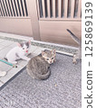 新生[貓] 125869139