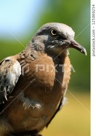 Portrait of bird, into the eyes of bird Portrait of bird, into the eyes of bird 125869254