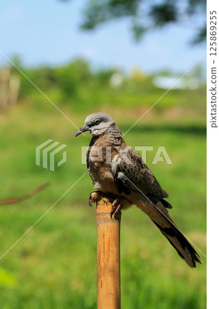 Portrait of bird, into the eyes of bird Portrait of bird, into the eyes of bird 125869255