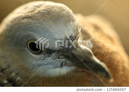 Portrait of bird, into the eyes of bird  125869267